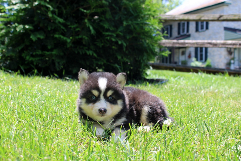 puppy, for, sale, Pomsky, Matthew B. Stoltzfus, dog, breeder, Gap, PA, dog-breeder, puppy-for-sale, forsale, nearby, find, puppyfind, locator, puppylocator, aca